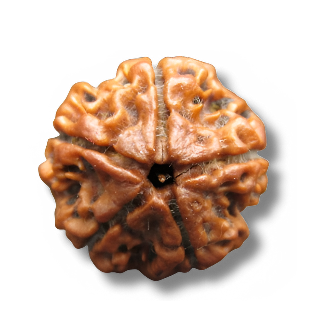 5 Mukhi Rudraksha, Panch Mukhi Rudrksha, Five Faces Rudraksha